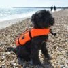Typhoon Totland Dog Buoyancy Aid - Orange/Black
